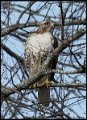 _8SB7167 red-tailed hawk